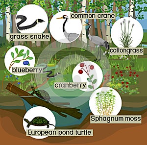 Ecosystem of swamp. Different swamp inhabitants with title